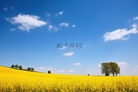 花蓝花背景图片_蓝天下有树的黄色田野