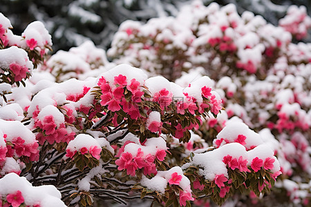 山茶花背景图片_粉红色的花朵与雪覆盖的灌木丛