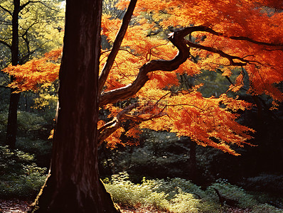 叶子的树背景图片_一棵有叶子的树站在树林里