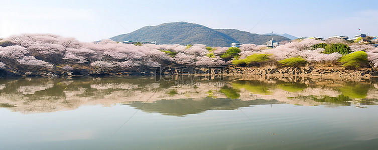 山龙虎山背景图片_山边池塘里的樱花