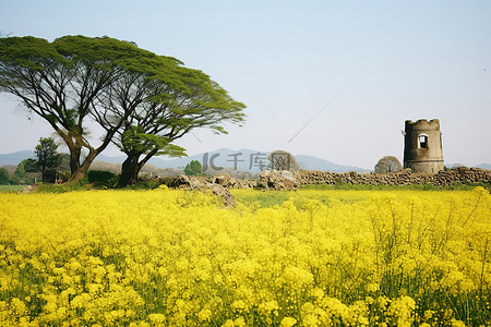背景中有黄色花朵的田野