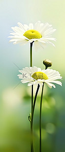 野菊花背景图片_背景中的两朵雏菊花与绿色 br
