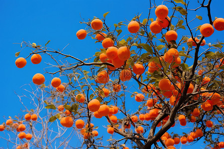 秋天柿子树背景图片_蓝天树上的橙色水果