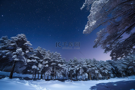雪的图像覆盖了户外的一些树木和上面的天空