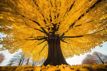 的秋天背景图片_一棵树在黄色秋叶阳光的中间