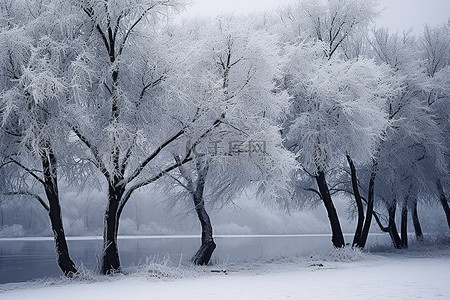 雪地上的雪树