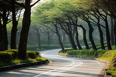 一条岩石路，路边两旁都是树木