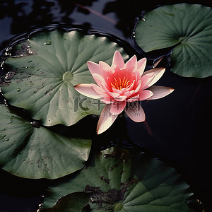 池塘花背景图片_绿叶池塘上的粉红色湖百合