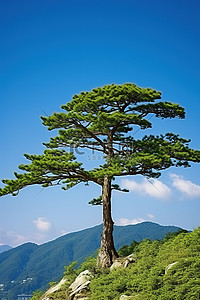 高看背景图片_从路上看山上的松树