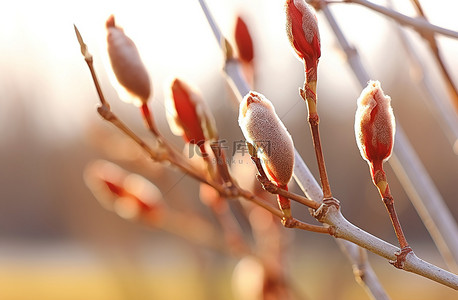 春天芽背景图片_一棵柳树的树枝，上面有一些芽