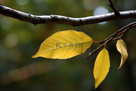 树枝上的叶子是黄色的，光滑的