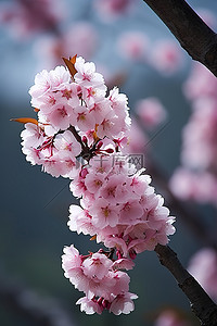 山里宝藏图背景图片_山里的樱花
