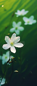 iphone三视图背景图片_来自地球的白色花朵 iPhone 照片