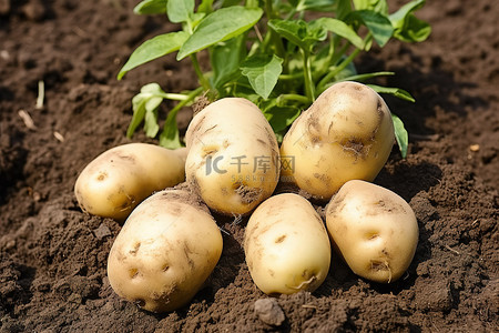 土豆植物背景图片_花园里的马铃薯植物