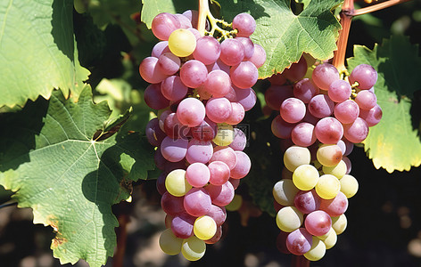 水果品种 这种葡萄是一种高产水果，其子实体呈白色，中间白色