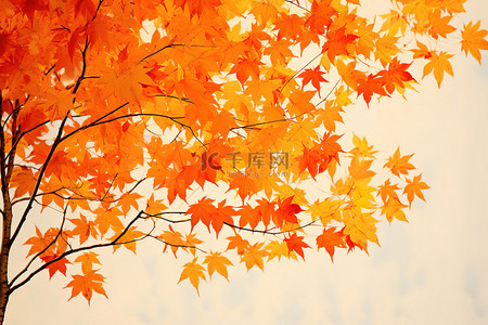 一棵秋天的树，挂着一些橙色的叶子