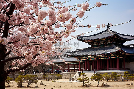 杏花建筑背景图片_传统的宫殿与美丽的樱花相伴