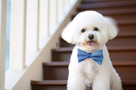 坐在楼梯背景图片_一只戴着蓝色领结的白色比雄犬坐在楼梯上