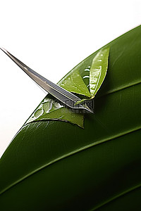 剪刀刀背景图片_叶子顶部有绿色狭缝的剪刀
