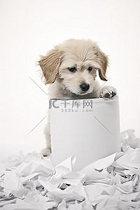 小狗抬头背景图片_一只小狗抬头看着回收箱里的纸片