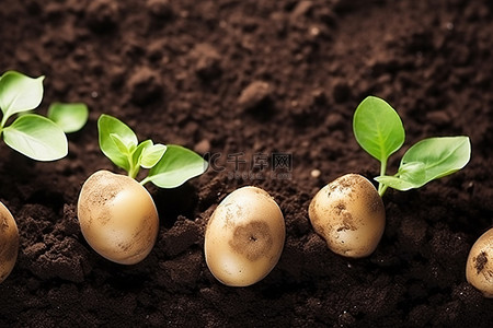 土壤幼苗背景图片_地上有泥土和纸的马铃薯幼苗