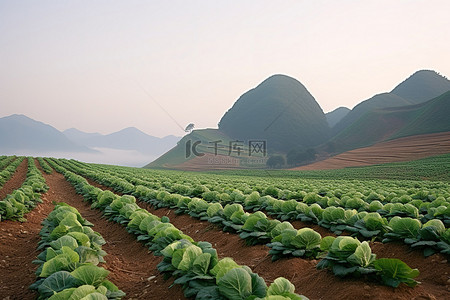 韩国尼松山区种植着一片卷心菜