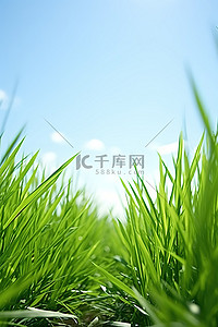 蓝天绿草背景图片_一片绿草和蓝天