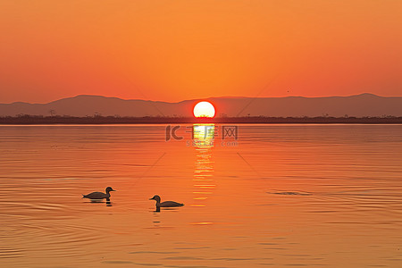 鸭子跳舞背景图片_两只鸭子在平静的水中，身后是夕阳