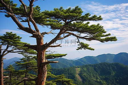 LMS多可爱你的分支背景图片_一棵大松树俯瞰着一座山