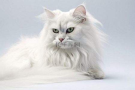 长毛背景图片_长毛的白猫