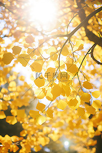 秋天的阳光透过树叶