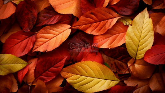 秋天落叶树叶图案摄影广告背景