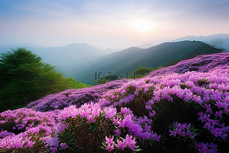 紫紫色花朵的山景