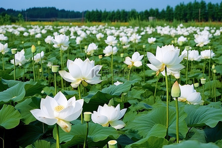 池塘荷叶背景图片_田野里盛开着许多白莲花