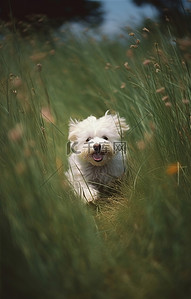 小狗小狗背景图片_一只小白狗穿过田野的草地