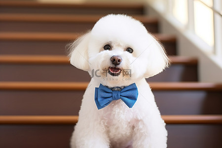 坐在楼梯背景图片_一只戴着蓝色领结的白色宠物坐在楼梯上