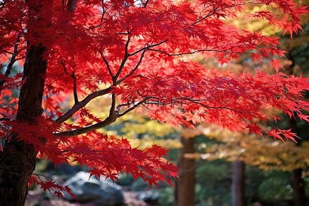 枫叶红背景图片_森林里一棵色彩美丽的红枫树
