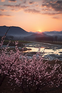 夕阳下的人背景图片_夕阳下盛开的韩国樱花