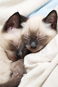 两只暹罗小猫一起睡在白色毯子上
