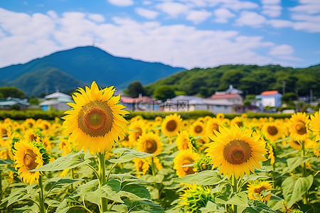 日本 伊豆 伊豆 朴仁 向日葵田