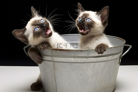小猫玩耍背景图片_两只暹罗小猫在带塑料盖的金属桶里玩耍