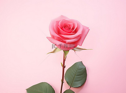 一朵粉红色的玫瑰坐在粉红色的背景上