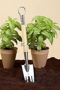 柑橘罗勒背景图片_两个园艺工具，上面长着罗勒植物