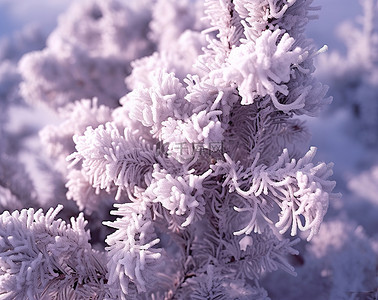 白松枝的枝条显示出冰雪