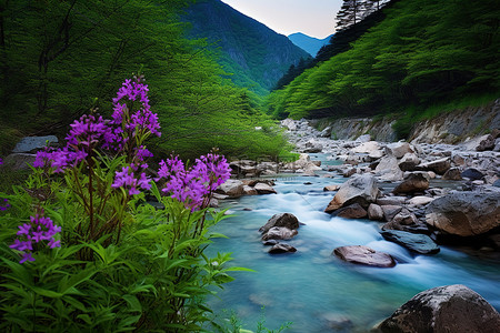 沙巴背景图片_一条小河流过红百合