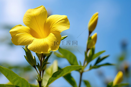 一朵黄色的花在高大的绿色植物中绽放