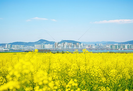 一片芥末花田，背景是一座城市的景色