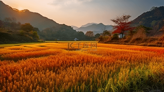 秋天红色背景图片_秋天稻田广阔背景