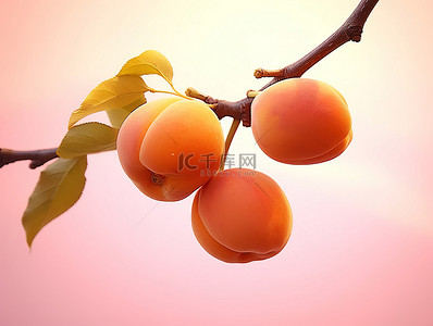 橙色树枝上的一些杏子