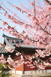 兴东地古园樱花盛开的季节